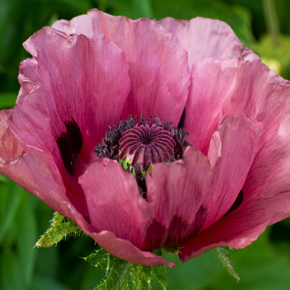 Papaver orientale Roots - Patty's Plum