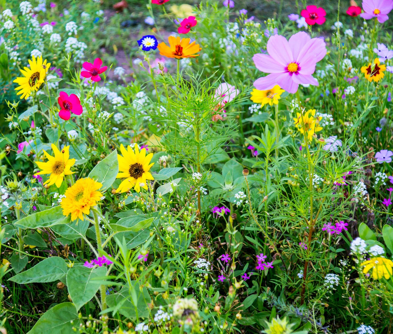 Vermont Wildflower Seed Mix