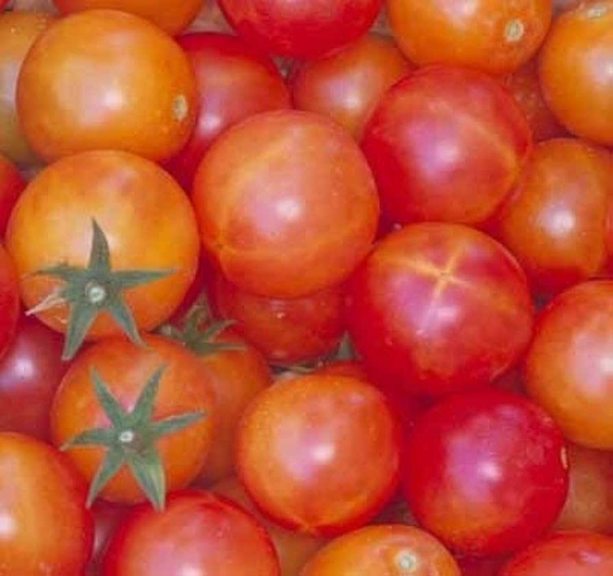 Isis Candy Tomato Seeds – Sweet Cherry Heirloom with Marbled Skin - Dharaseeds