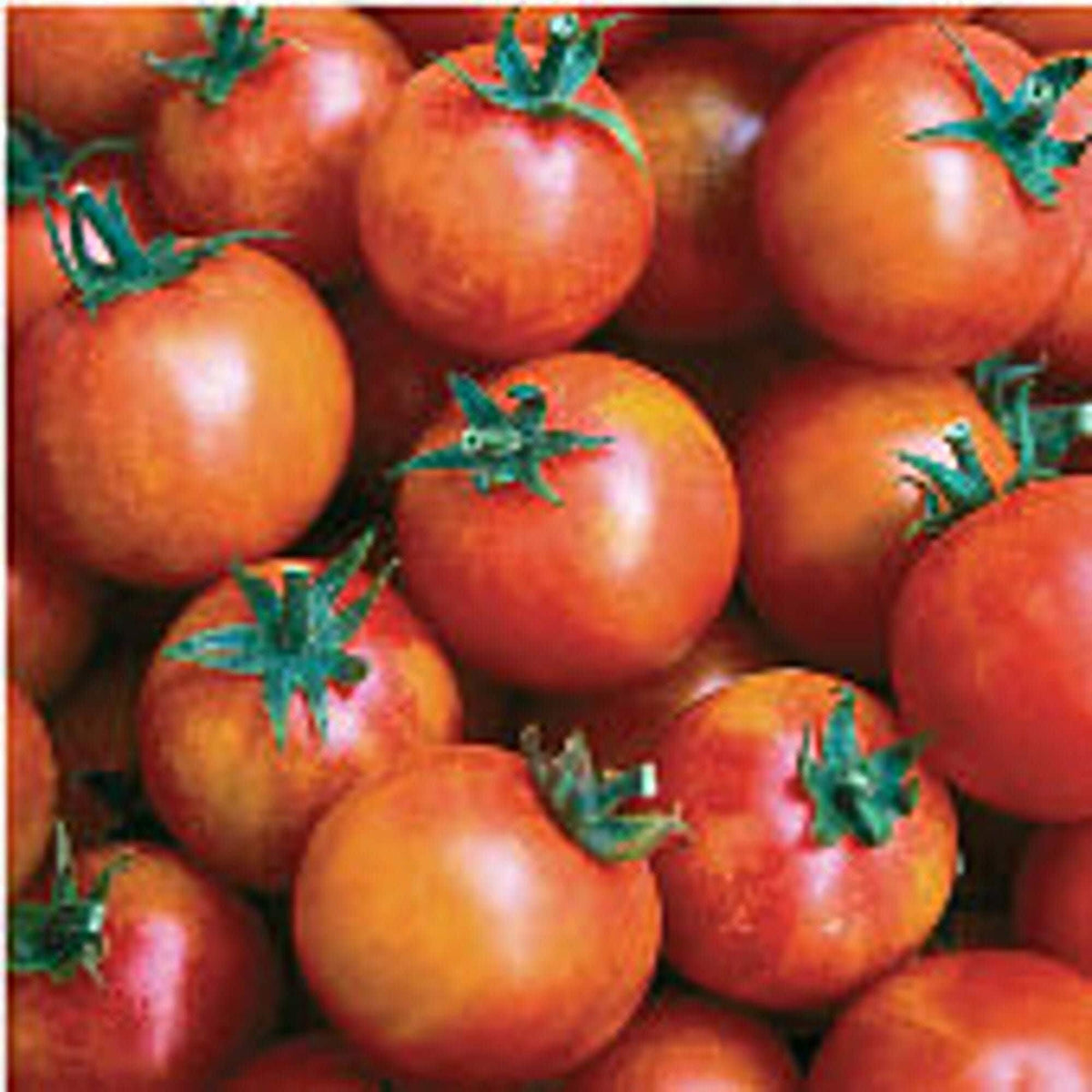 Isis Candy Tomato Seeds – Sweet Cherry Heirloom with Marbled Skin - Dharaseeds