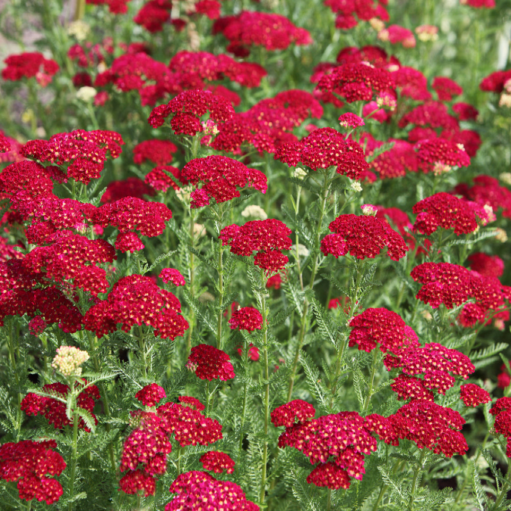 Achillea Red Seeds for Planting home garden flower bed
