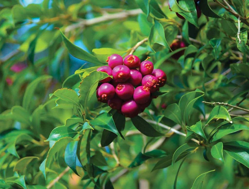 Riberry – Tangy and Vibrant Native Berry