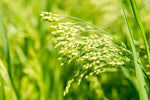 White Proso Millet Seeds for Planting - NON GMO Seeds for planting in home garden