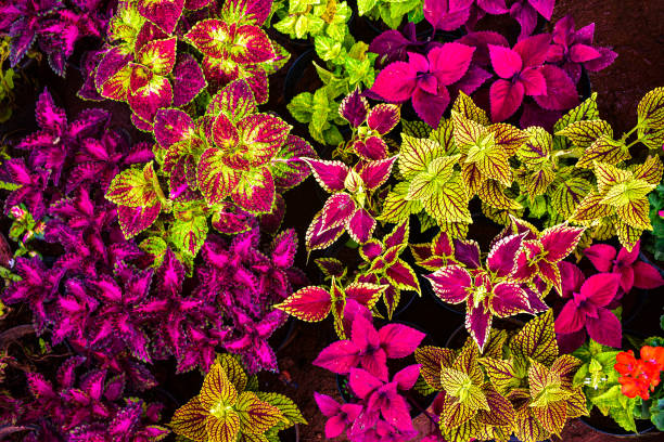Coleus Plectranthus Scutellarioides Flower Seeds for Planting