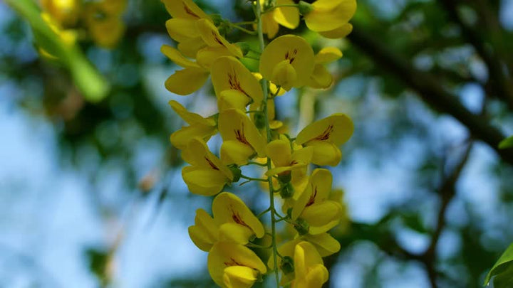 Acacia Flower Seeds – Heirloom, Non-GMO Flower Seeds for Planting