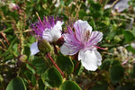 White Caper Flower Seeds for Planting, NON GMO Seeds Dhara Seeds