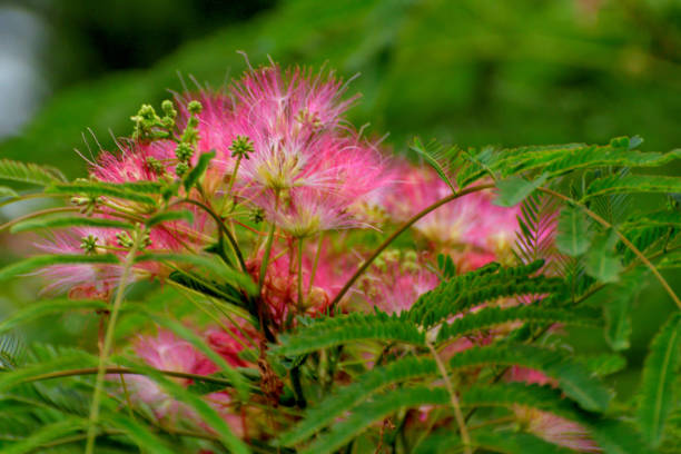 Albizia Flower Seeds – Silk Tree Blossoms with Feathery Pink Blooms