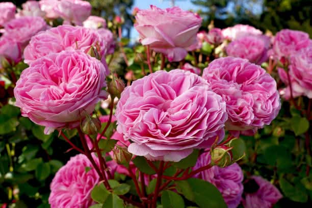 Heirloom Rose Bonsai Flower Seeds for Planting – Non-GMO Garden Seeds for Mini Blooms - Rose for planting in home garden