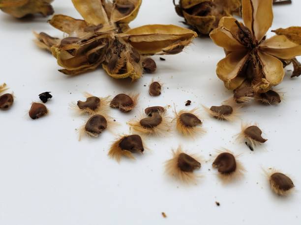 Rose Hibiscus Seeds