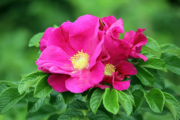 Rose Rosa Hybrida Holland Luminous Flower Seeds for Planting