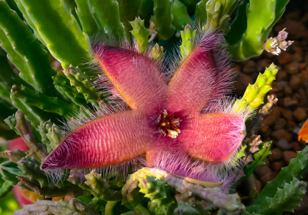 Stapelia Pulchella Stapelia Flowering Seeds For Planting and Gardening