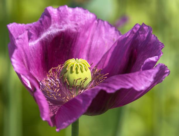 Poppy Papaver Somniferum Purple Flower Seeds for Planting – Elegant Blooms for Pollinator Gardens and Border Displays