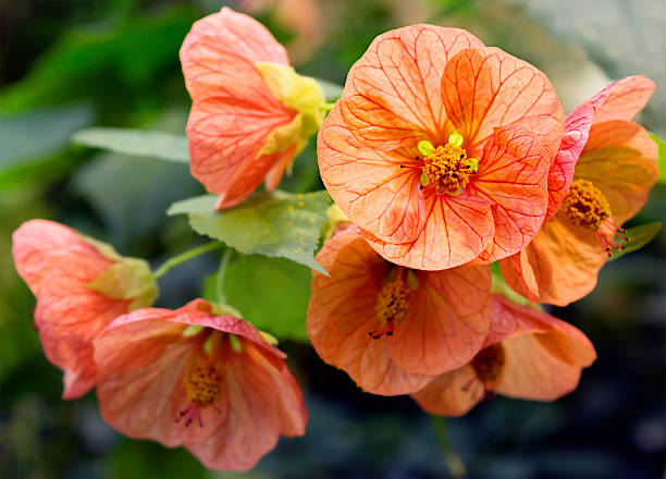 Abutilon hybridum Bellevue Mix Flowering Seeds For Planting in home garden or decorative pots