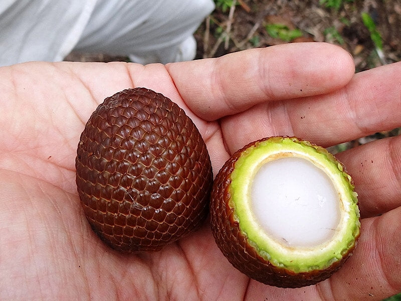 Ita Palm (Mauritia flexuosa)