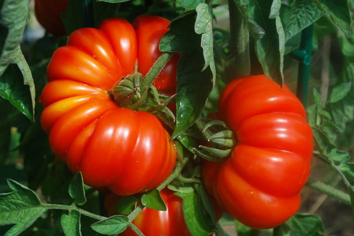 Italian ribbed tomato seeds Costoluto Genovese plant growth