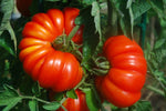 Italian ribbed tomato seeds Costoluto Genovese plant growth