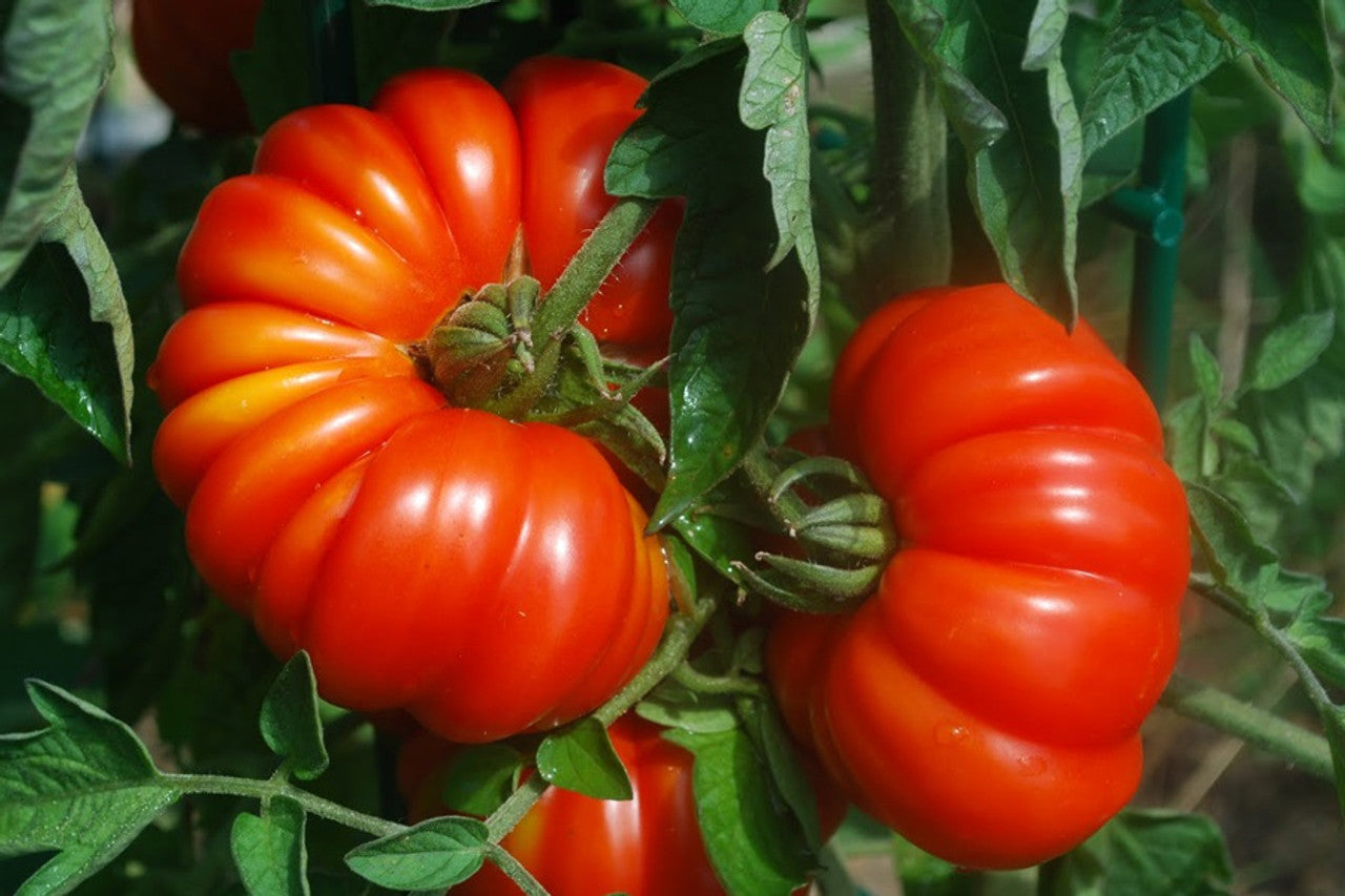 Italian ribbed tomato seeds Costoluto Genovese plant growth