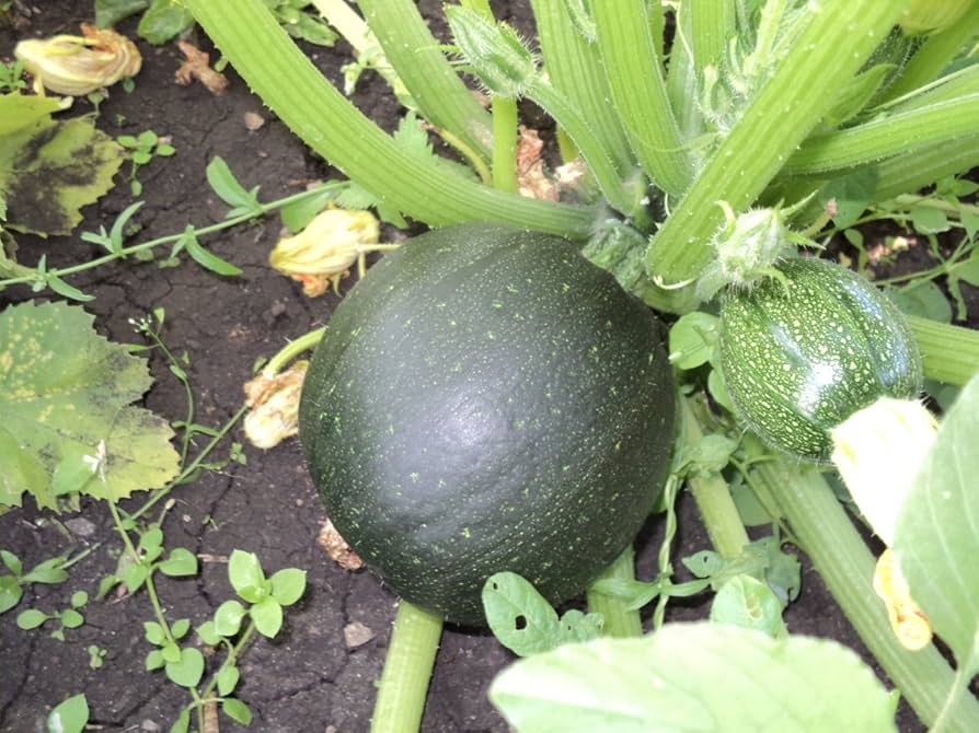 Italian zucchini Cucurbita pepo round heirloom vegetable seeds for planting in kitchen garden or outdoor beds - Dharaseeds
