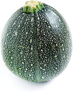 Italian zucchini Cucurbita pepo round heirloom vegetable seeds for planting in kitchen garden or outdoor beds - Dharaseeds
