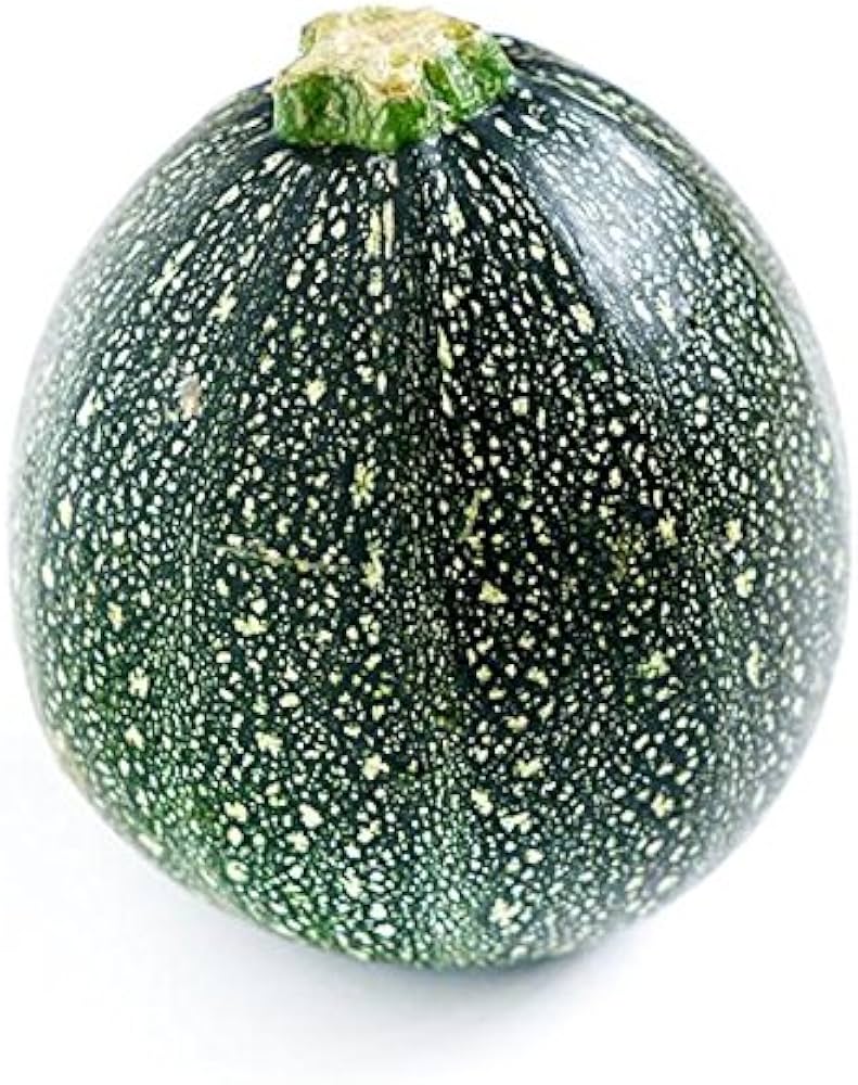 Italian zucchini Cucurbita pepo round heirloom vegetable seeds for planting in kitchen garden or outdoor beds - Dharaseeds