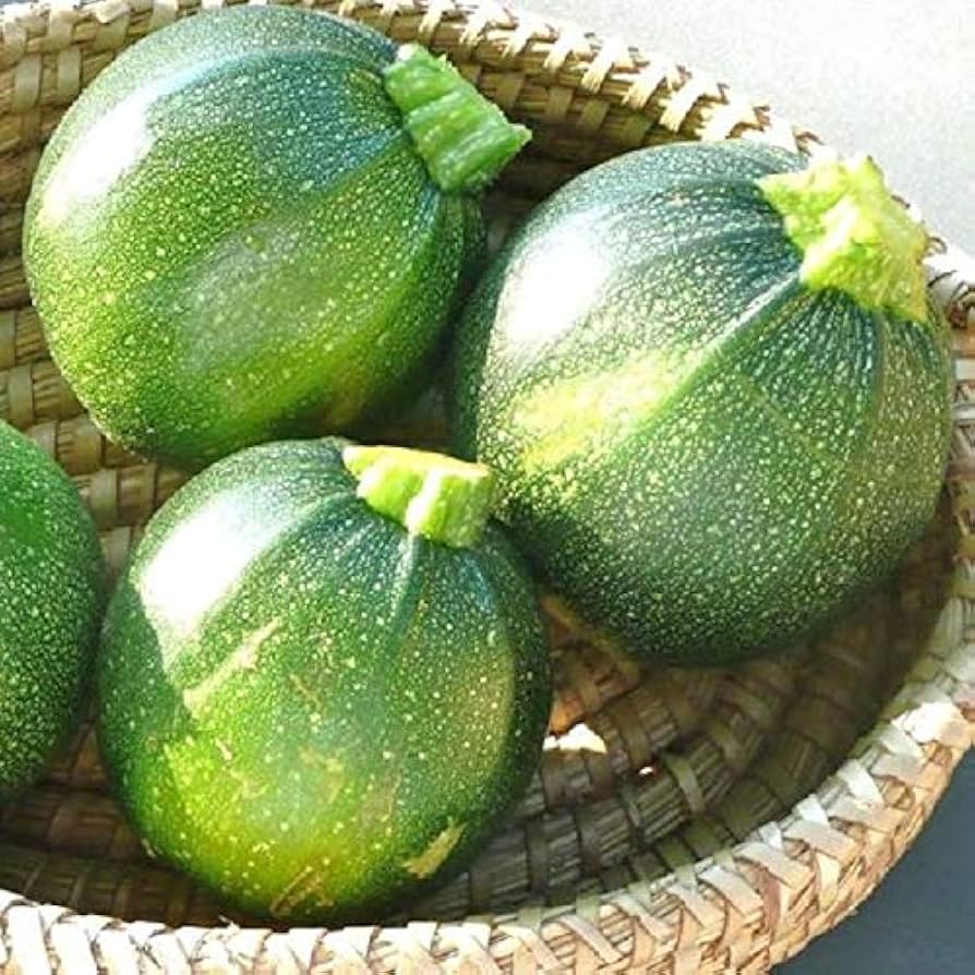 Italian zucchini Cucurbita pepo round heirloom vegetable seeds for planting in kitchen garden or outdoor beds - Dharaseeds