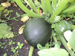 Italian zucchini Cucurbita pepo round heirloom vegetable seeds for planting in kitchen garden or outdoor beds - Dharaseeds