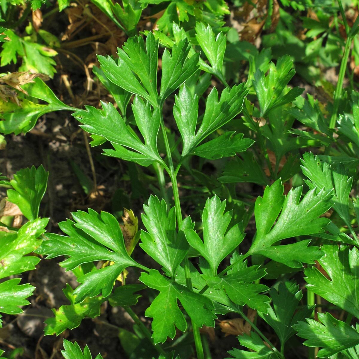 Peione Parsley Seed