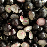 Jabuticaba bonsai seeds growing in pot for indoor garden