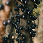 Jabuticaba seeds for indoor and balcony gardening