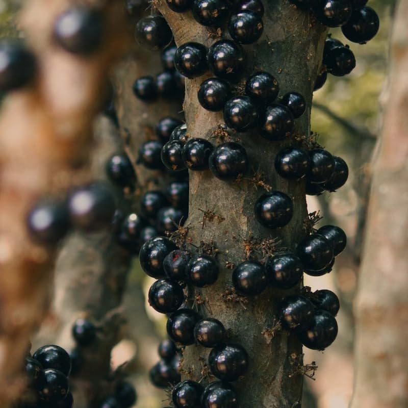 Jabuticaba seeds for indoor and balcony gardening