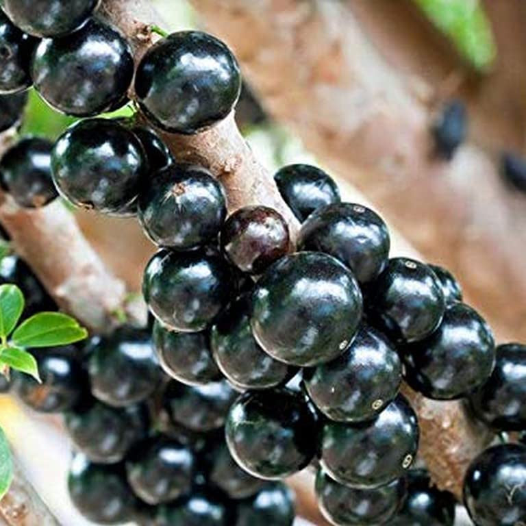 Jabuticaba tree seeds germination process for home gardening