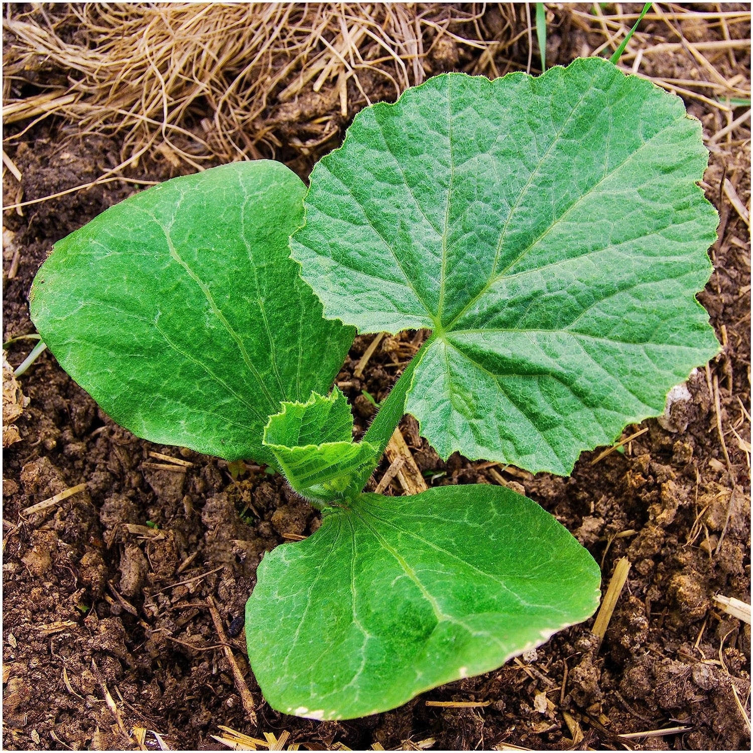 Jack o' Lantern Pumpkin Seeds – Heirloom Halloween Variety - Dharaseeds