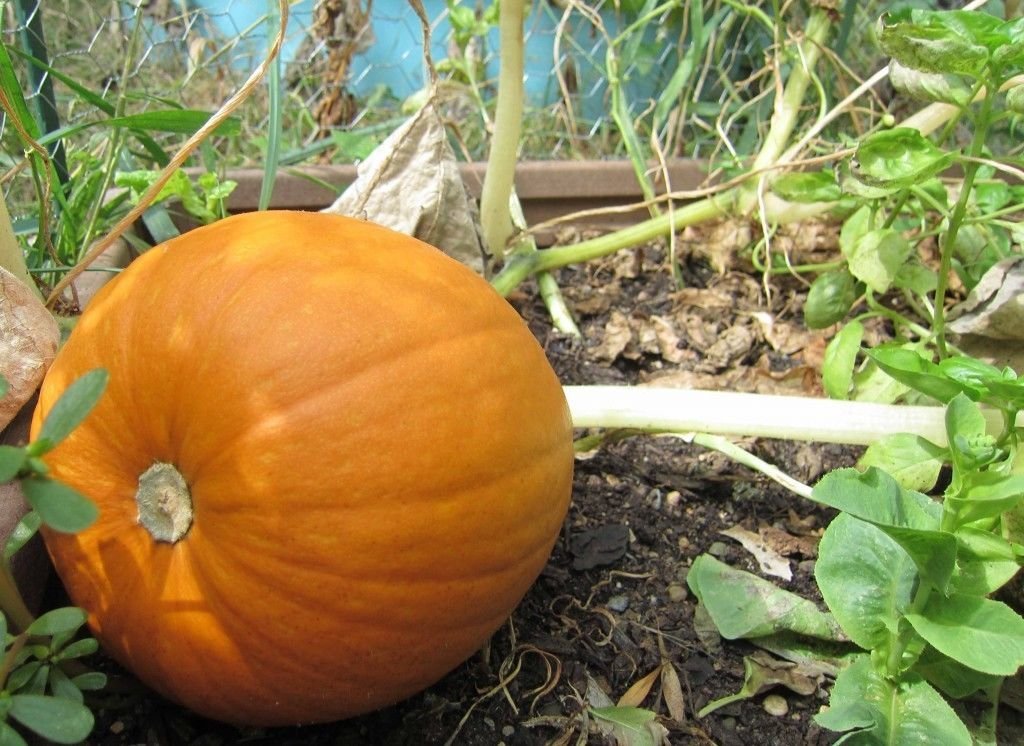 Jack o' Lantern Pumpkin Seeds – Heirloom Halloween Variety - Dharaseeds