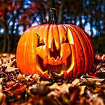 Jack o' Lantern Pumpkin Seeds – Heirloom Halloween Variety - Dharaseeds