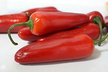 Jalapeno Hot Chili Vegetable Seeds for Planting - 100 Pcs pcs - Dharaseeds