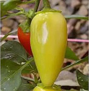Jaloro Pepper Capsicum annuum vegetable seeds for planting in home salsa or pepper gardens - Dharaseeds