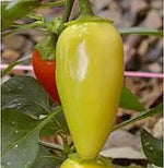 Jaloro Pepper Capsicum annuum vegetable seeds for planting in home salsa or pepper gardens - Dharaseeds