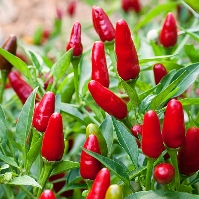 Jamaican Bird Pepper Seeds ideal for container gardening