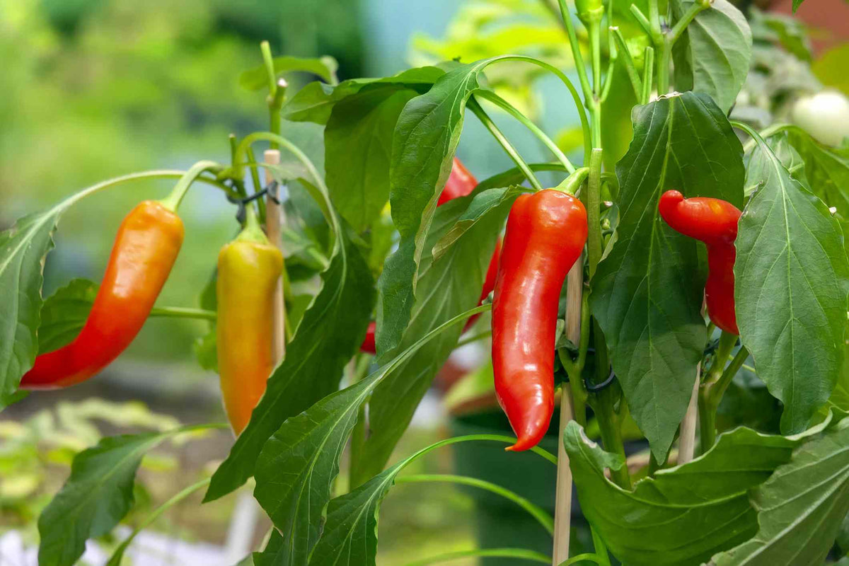 Jamaican Bird Pepper Seeds hot chili variety for home gardening