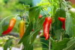Jamaican Bird Pepper Seeds hot chili variety for home gardening