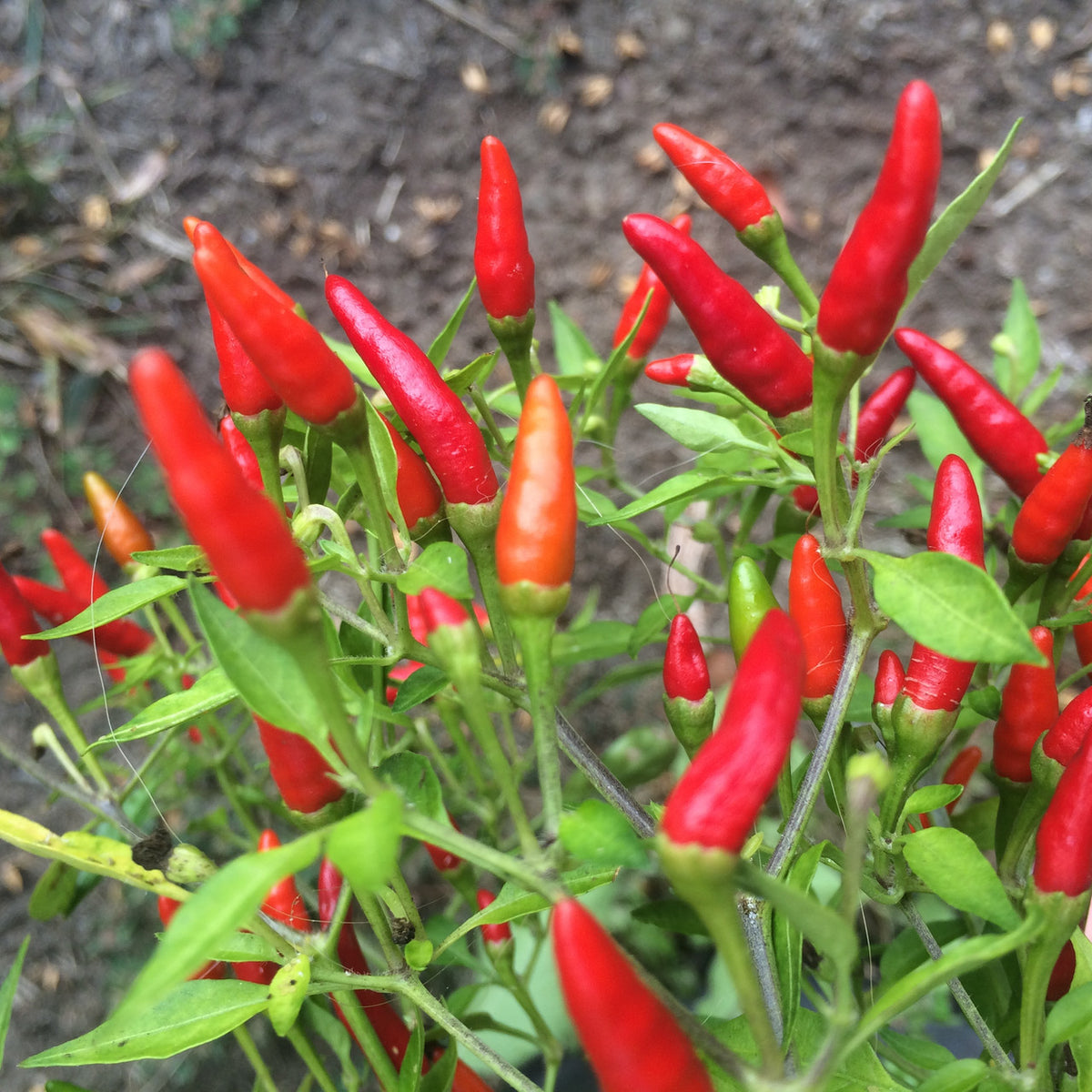 Non-GMO Jamaican Bird Pepper Seeds chili gardening