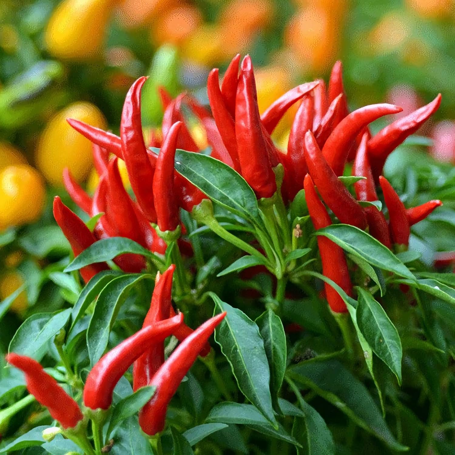 Spicy Jamaican Bird Pepper Seeds growing chili plants