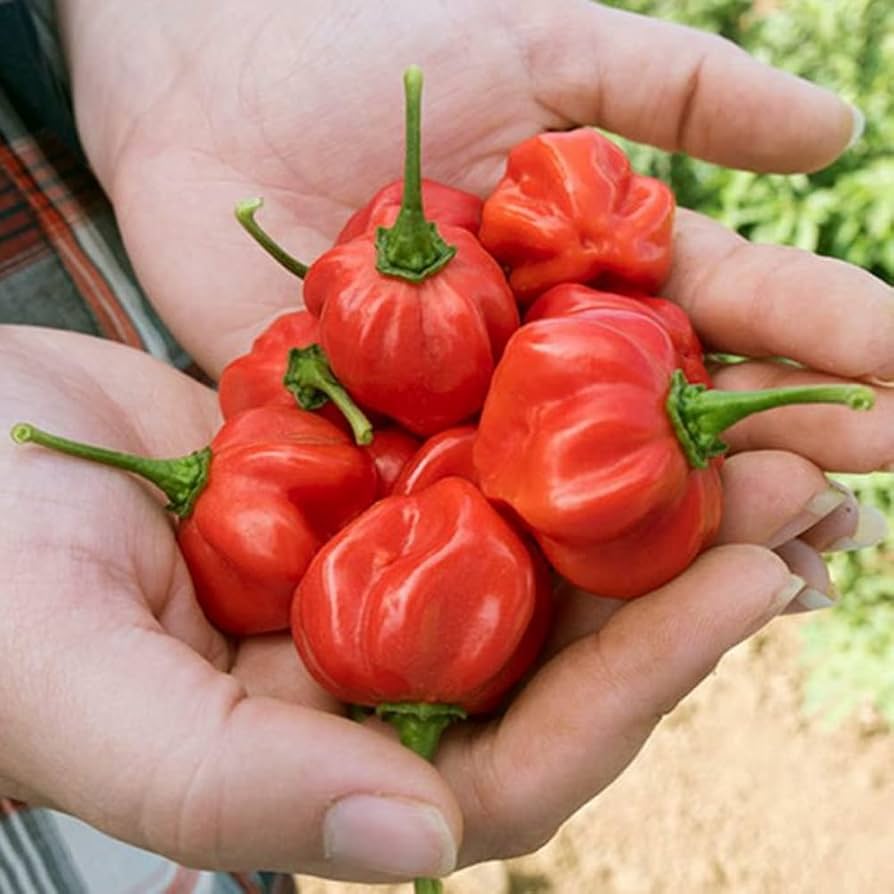 Jamaican hot pepper Capsicum chinense red seeds for planting in sunny vegetable gardens or patio containers - Dharaseeds