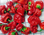Jamaican hot pepper Capsicum chinense red seeds for planting in sunny vegetable gardens or patio containers - Dharaseeds