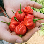 Jamaican hot pepper Capsicum chinense red seeds for planting in sunny vegetable gardens or patio containers - Dharaseeds