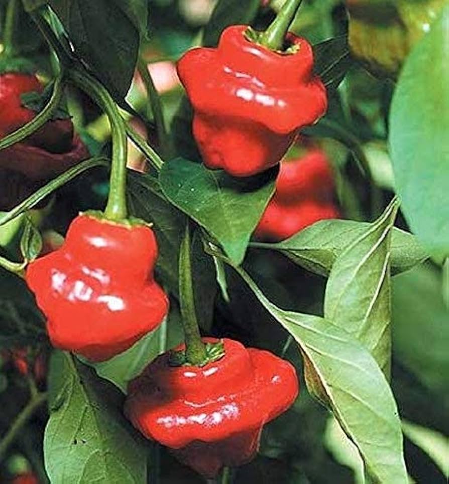 Jamaican hot pepper Capsicum chinense red seeds for planting in sunny vegetable gardens or patio containers - Dharaseeds
