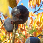 Organic Non GMO Japanese Black Persimmon seeds for planting