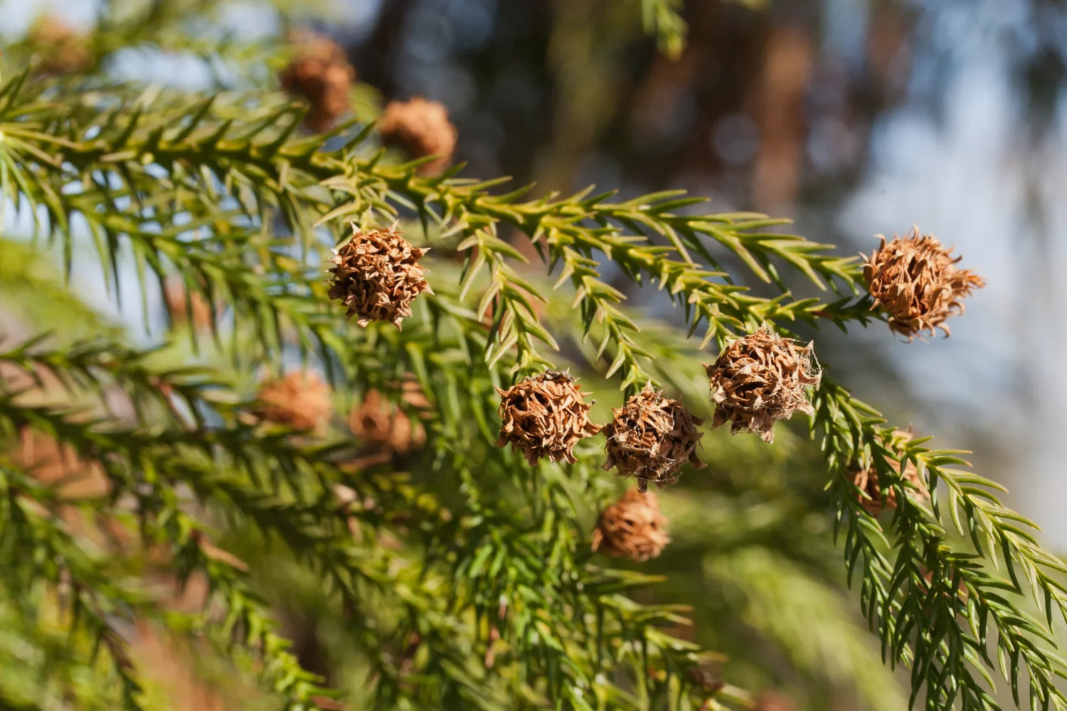 Green Cryptomeria Seeds for Planting heirloom & Non-GMO Seeds