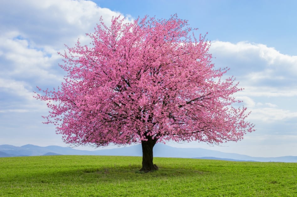Cherry Blossom Prunus Serrulata Japanese Sakura Flower Seeds for Planting – Ideal for Home Garden and Landscaping