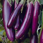 Japanese eggplant Solanum melongena long purple seeds for planting in home vegetable garden or patio pots - Dharaseeds